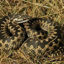 Adder (Vipera berus) 