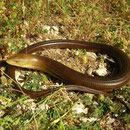 European Glass Lizard (Pseudopus apodus)