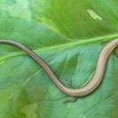 Johannisskink (Ablepharus kitaibelii)