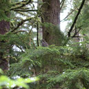 Spotted Owl (Strix occidentalis)