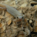 Desert Night Lizard (Xantusia vigilis) juvenile