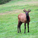 Small elk