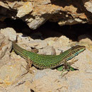 Ibiza Wall Lizard (Podarcis pityusensis)