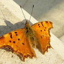 Gehakkelde aurelia (Polygonia egea)