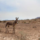 El Burro