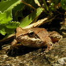 Griekse beekkikker (Rana graeca)