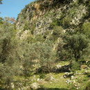 Habitat of Rock Lizard, Balkan Green Lizard, Snake-eyed Skink and Fazilae's Salamander.
