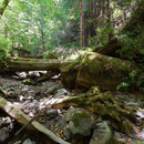 Habitat of several amphibian species.