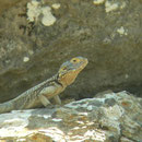 Hardoen (Laudakia stellio)