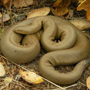 Rubber Boa (Charina bottae)