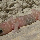 Turkse huisgekko (Hemidactylus turcicus)