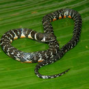 tricolored swamp snake (Erythrolamprus breviceps)