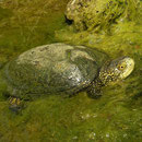 European Pond Terrapin (Emys orbicularis)
