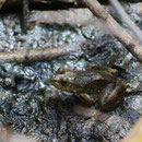 American Bullfrog (Lithobates catesbeianus) subadult