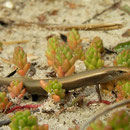 Iberische skink (Chalcides bedriagai pistaciae) juveniel