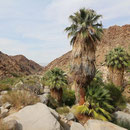 49 palm oasis