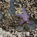 Star fish and barnacles