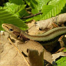 Weidehagedis (Darevskia praticola pontica)