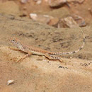  Zebra-tailed Lizard (Callisaurus draconoides)
