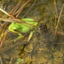 Letterlijk overal boomkikkers (Hyla arborea) en geelbuikvuurpadden (Bombina variegata)
