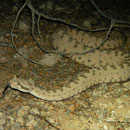Sidewinder (Crotalus cerastes)
