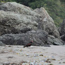 Turkey Vulture with its meal