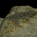Muurgekko (Tarentola mauritanica)