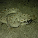 Sidewinder (Crotalus cerastes) feeling a bit intimidated by the photographer.