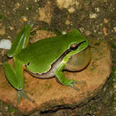 Eastern Tree Frog (Hyla orientalis) calling male