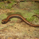 California Slender Salamander (Batrachoseps attenuatus) 