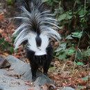 Skunk (Mephitis mephitis)