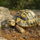 Griekse landschildpad (Testudo hermanni)