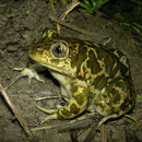 Eastern Spadefoot Toad (Pelobates syriacus)