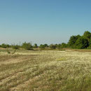 Habitat van Griekse landschildpad.