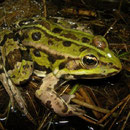 Bastaardkikker (Pelophylax klepton esculenta)