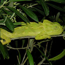 Mediterranean Chameleon (Chamaeleo chamaeleon)