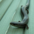 Slangenoogskink (Ablepharus kitaibelii)