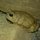 Woodhouse's Toad (Anaxyrus woodhousi)