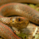 Northwestern Gartersnake (Thamnophis ordinoides)