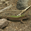 Aeolian Wall Lizard (Podarcis raffonei alvearioi)