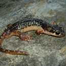 Luschan's Salamander (Lyciasalamandra luschani finikensis) male