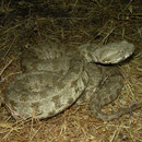 Blunt-nosed Viper (Macrovipera lebetina schweizeri)