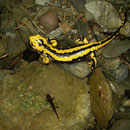 Vuursalamander (Salamandra salamandra fastuosa)