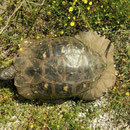 Breedrandschildpad (Testudo marginata)