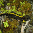 Long-toed Salamander (Ambystoma macrodactylum sigillatum) 