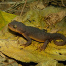 Coast Range Newt (Taricha torosa)