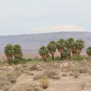 Palm oasis along Lake Mead, home to lots of life in the desert.