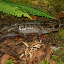 Pacific Giant Salamander (Dicamptodon tenebrosus) 