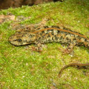 Sardijnse beeksalamander (Euproctus platycephalus)