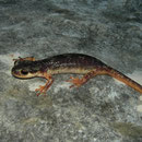 Luschan's Salamander (Lyciasalamandra luschani finikensis) female